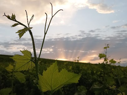 Champagne Thierry Jacquet, Vignoble à Vert-Toulon