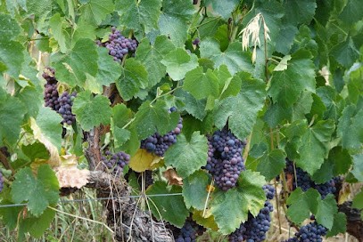 Cave Simon Chabasseur, Vignoble à Massiac