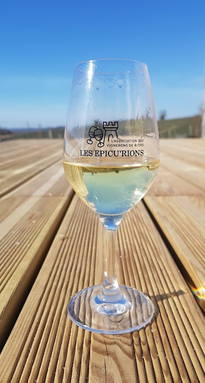 Château Salins, Vignoble à Rions