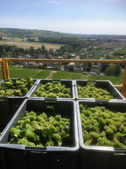 Leclerc Daniel Scea, Vignoble à Polisot