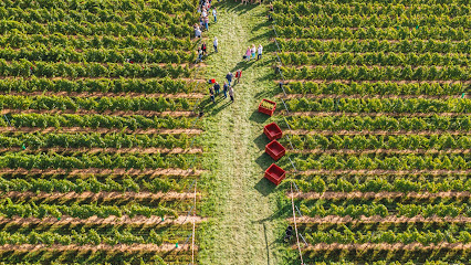 Vignes Du Vignoble Du Haut Escaut, Vignoble à Banteux