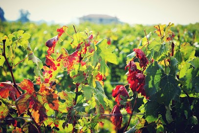 Château Les Bedats Bois-Montet, Vignoble à Sainte-Eulalie