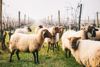 Vignoble Mage Et Fils, Vignoble à Saint-Pierre-d'Oléron