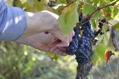 Clos Cavenac, Vignoble à Castelnau-sur-Gupie