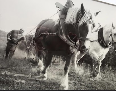 Domaine Ménard | Vin bio de Bourgueil., Vignoble à Bourgueil