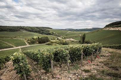 Champagne C.H. Piconnet, Vignoble à Neuville-sur-Seine
