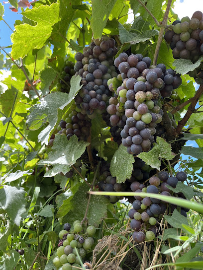 Domaine Hadrien Houbert Vignoble à Fleurie
