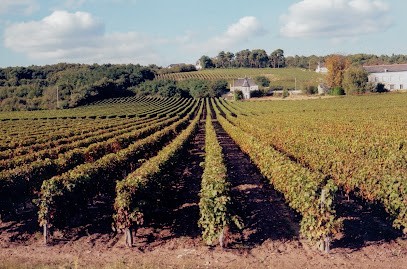 Audebert et Fils, Vignoble à Bourgueil