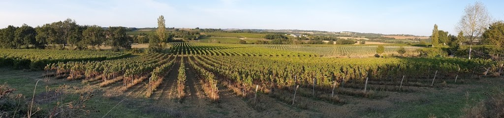 Domaine de Meillan, Vignoble à Larroque-sur-l'Osse