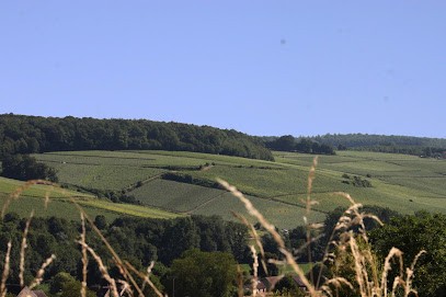 Champagne Picart-Ferrand, Vignoble à Vallées en Champagne