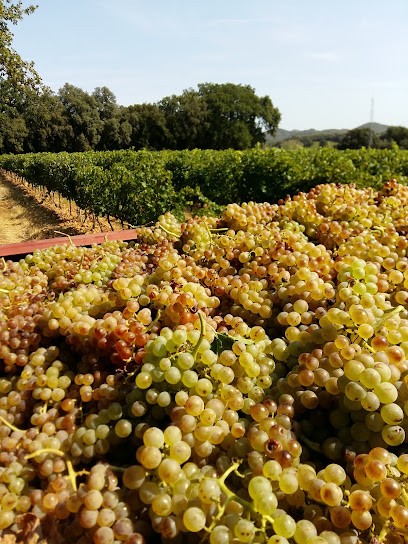 Mas Baudin, Vignoble à Montfrin