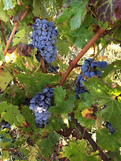 Les Coudriers, Vignoble à Saint-Michel-de-Montaigne