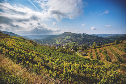Domaine Du Courbies, Vignoble à CONQUES EN ROUERGUE