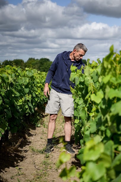 Domaine Bruno Cormerais, Vignoble à Saint-Lumine-de-Clisson