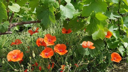 Champagne Hervé BRISSON, Vignoble à Vert-Toulon