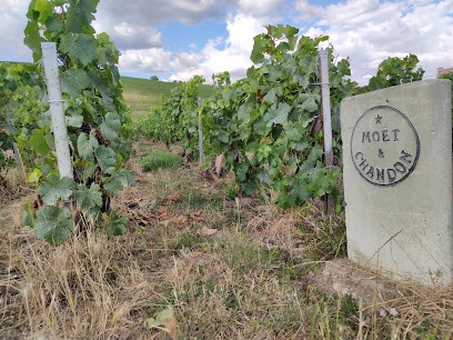 Moet et Chandon, Vignoble à Aÿ-Champagne
