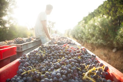 Maison Angelvin, Vignoble à Saint-Tropez