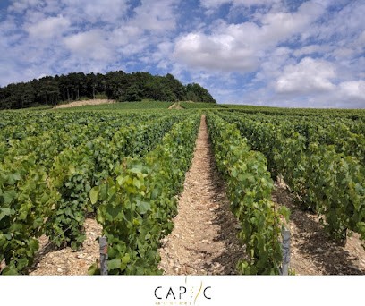 Champagne Régis Barbe, Vignoble à Ville-sur-Arce