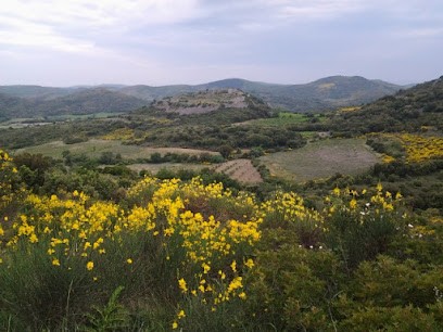 Sauta Roc, Vignoble à Vailhan
