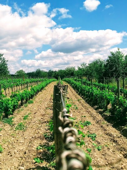 Histoire de Cep, Vignoble à Saint Aulaye-Puymangou