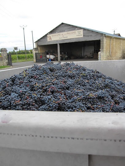 Domaine De La Paleine, Vignoble au Puy-Notre-Dame
