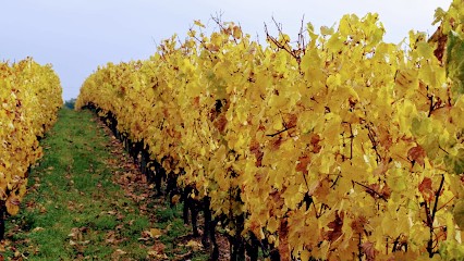 Domaine Pascal Marthouret, Vignoble à Charnas