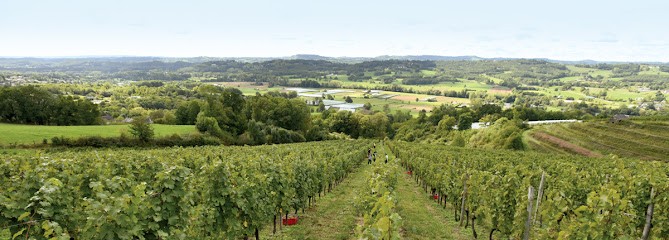 Coteaux de la Vézère, Vignoble à Allassac