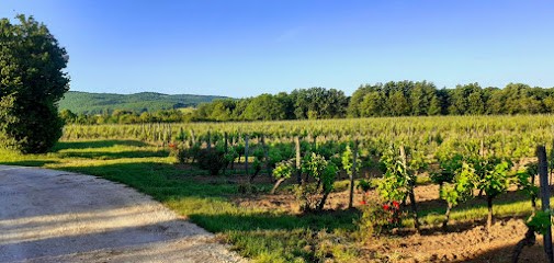 Château Cantelauze-Mezy, Vignoble à Duravel