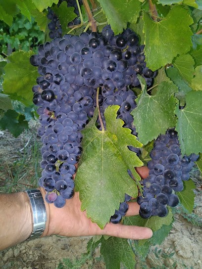 Domaine De Graillefiot, Vignoble à Sabran