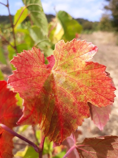 Brocard Isabelle Domaine De Beaucenot, Vignoble à Reulle-Vergy