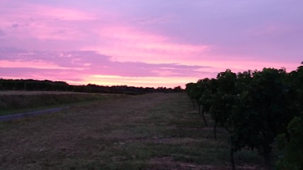 Tartas Benoît, Vignoble à Saint-Martin-de-Lerm