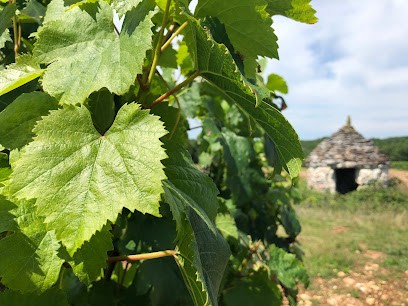 Clos Siguier, Vignoble à Bagat-en-Quercy