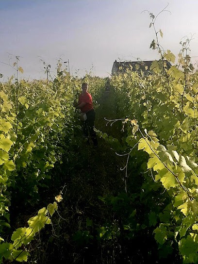 Toublanc Yoann, Vignoble à Orée d'Anjou