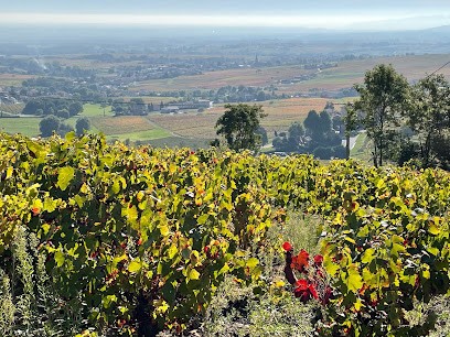 Vernus Armand, Vignoble à Saint-Étienne-la-Varenne