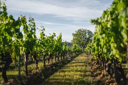 Lo Domeni, Vignoble à Caillac
