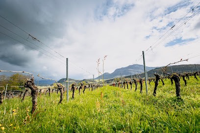 Christophe JOLY, Vignoble à Yenne