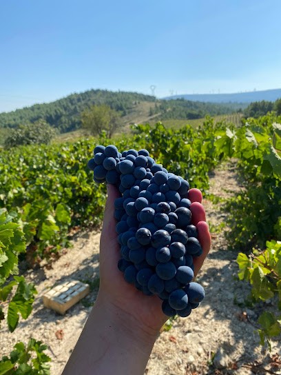 Maison Brandini, Vignoble à Thonon-les-Bains