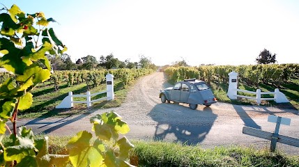 Château Dauphiné-Rondillon - Vignobles Darriet, Vignoble à Loupiac
