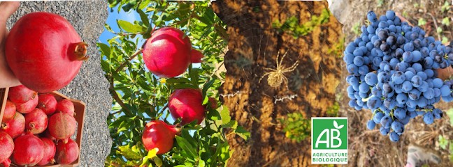 Domaine La Limbardière, Vignoble à Abeilhan