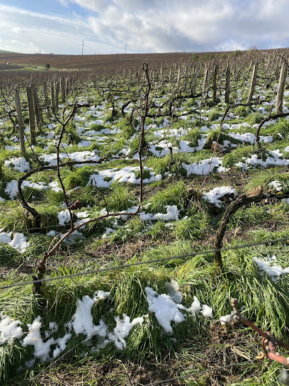 Champagne L.remiot Vignoble à Charly-sur-Marne