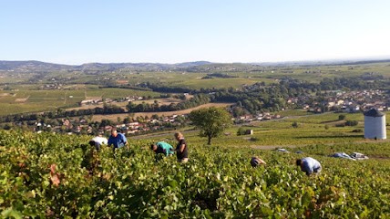 Trichard Perrine, Vignoble à Saint-Lager