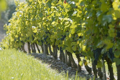 Domaine de Labarthe, Vignoble à Castanet