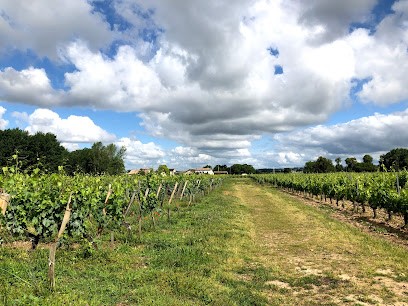 Château Quercy, Vignoble à Vignonet
