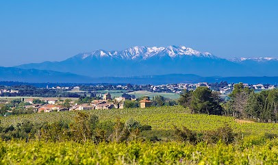 Domaine Magellan, Vignoble à Magalas