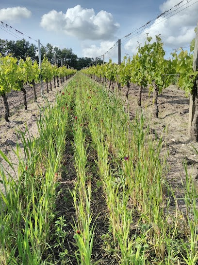 Château Grand Renard, Vignoble à Saint-Ciers-sur-Gironde