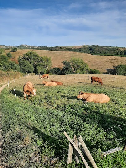 Dumas Bernard, Vignoble à Ternand
