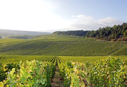 H Dépaux & Fils, Vignoble à Vincelles