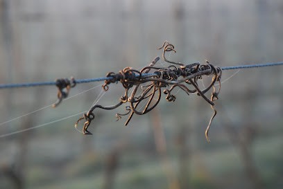 Domaine Des Coutures, Vignoble à Turquant