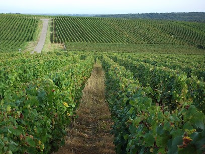 Domaine Rongier, Vignoble à Clessé