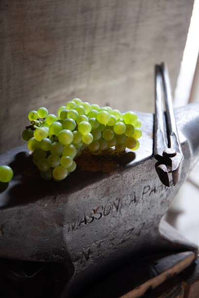CHAMPAGNE RICHOMME, Vignoble à Barbonne-Fayel